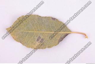 Photo Texture of Leaf 0091